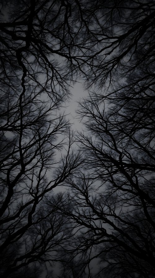 Dark Forest Canopy - Related Ghetto Wallpapers wallpaper