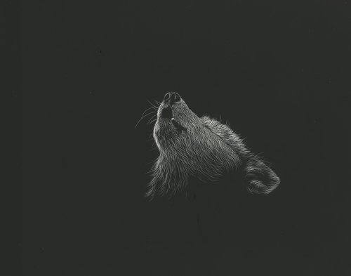 Howling Wolf Portrait - wolf Wallpaper