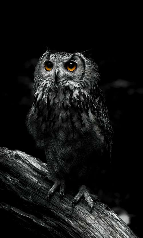 Intense Owl Portrait - Related Ghetto Wallpapers wallpaper
