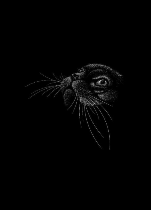 Mysterious Black Cat - Related Ghetto Wallpapers wallpaper