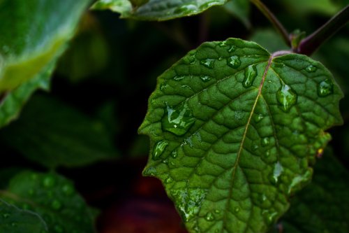 Dew Drops on Leaf