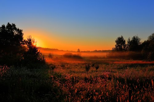 Golden Sunrise Meadow