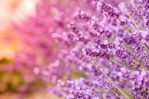 Lavender Field Dream - Related  wallpaper