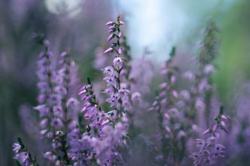 Purple Heather Flower Field