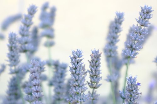 Soft Lavender Bloom - Related 4K Wallpapers wallpaper
