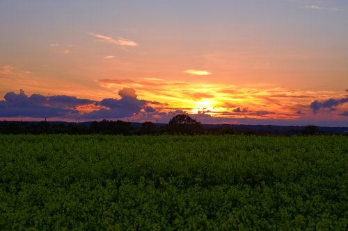 Sunset Over Yellow Field - landscape Wallpaper