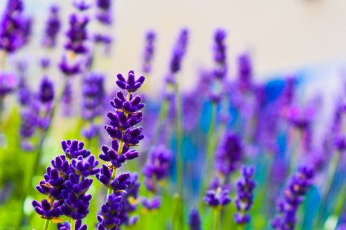 Vibrant Lavender Field Bloom