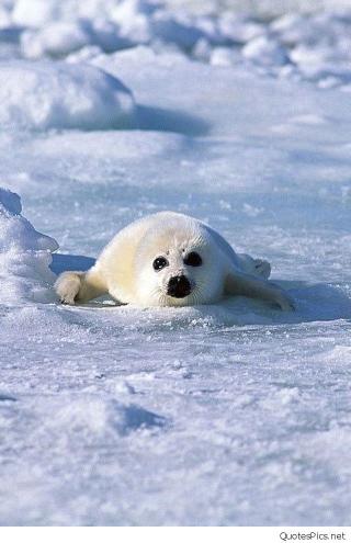 Adorable Baby Harp Seal