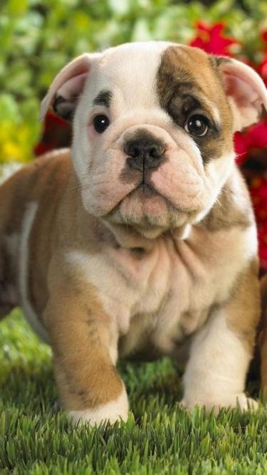 Adorable Bulldog Puppy Portrait