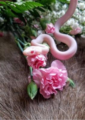 Albino Snake and Flowers