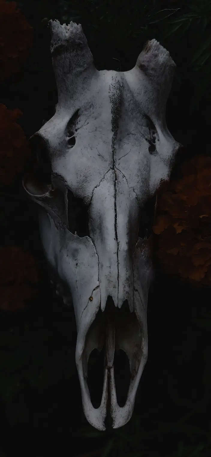 Animal Skull Still Life - Related Dope Wallpapers wallpaper