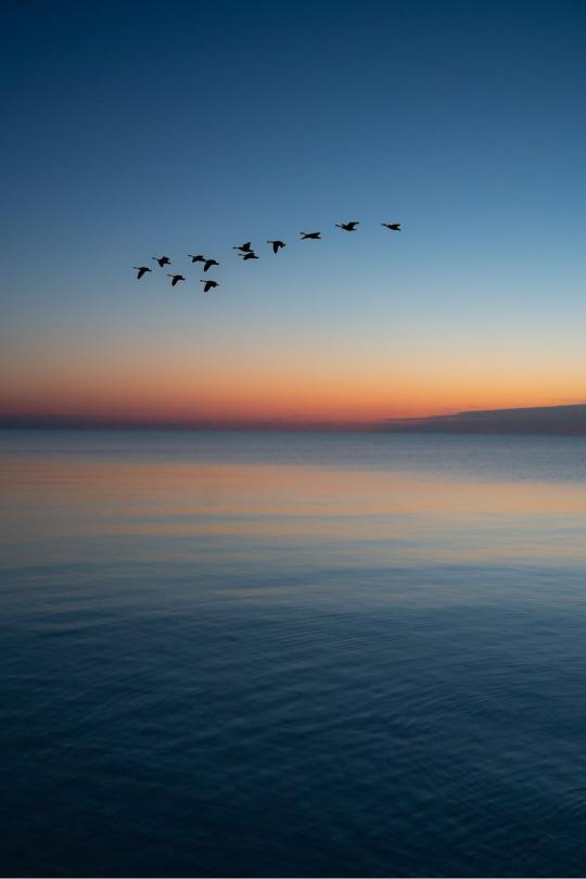 Birds Over Calm Water - Related Dope Wallpapers wallpaper