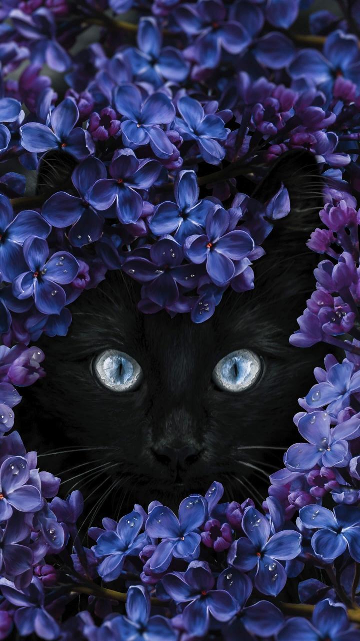 Black Cat Lilac Bloom