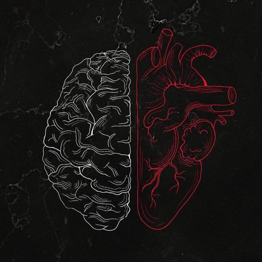 Brain and Heart Anatomy