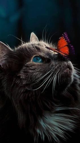 Cat and Butterfly
