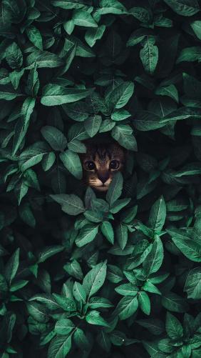 Cat in Greenery Peek - Related Dope Wallpapers wallpaper
