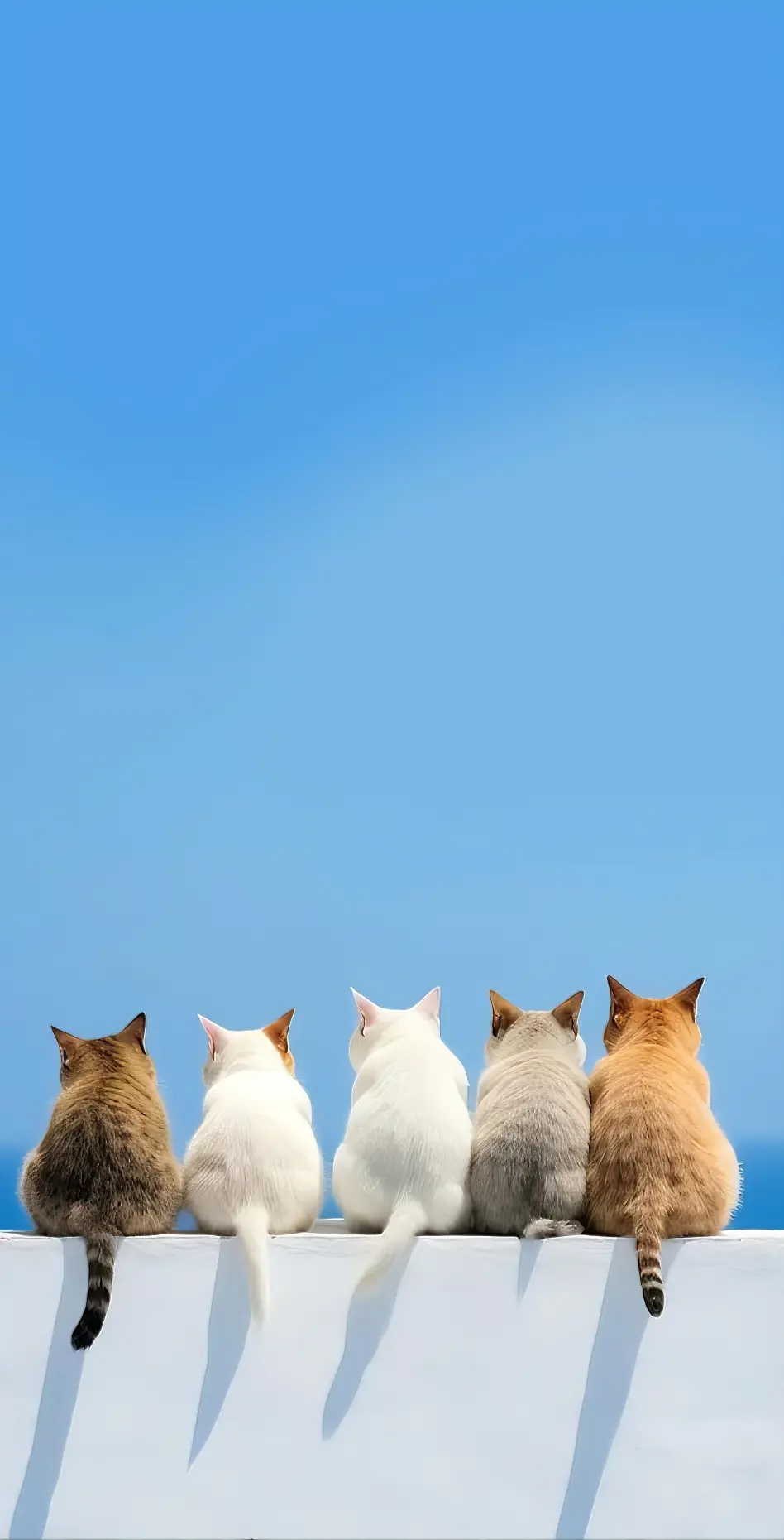 Cats on a Wall - Cats Wallpaper