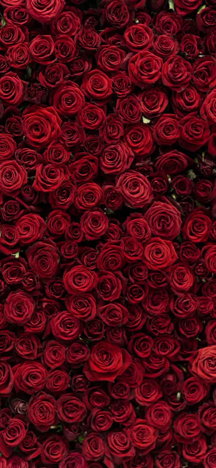 Crimson Rose Garden
