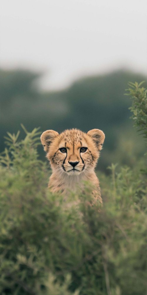 Curious Cheetah Cub - animals Wallpaper