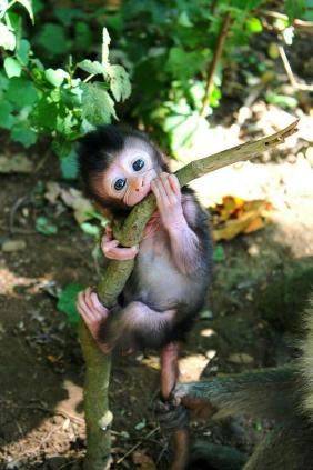 Cute Baby Monkey - Related Ghetto Wallpapers wallpaper