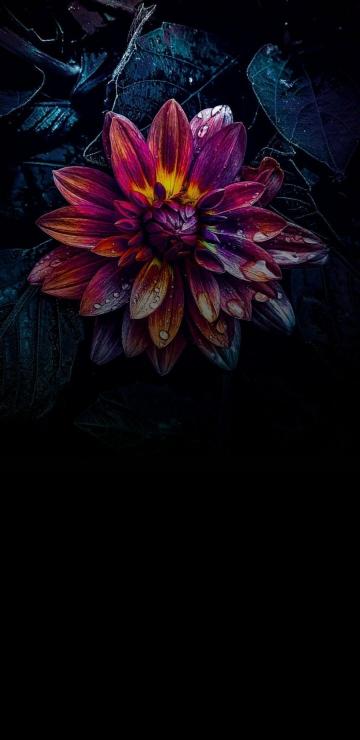 Dark Floral Bloom - Related 4K Wallpapers wallpaper