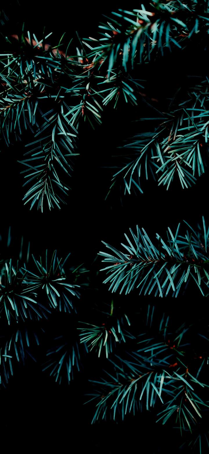 Dark Teal Pine Branches