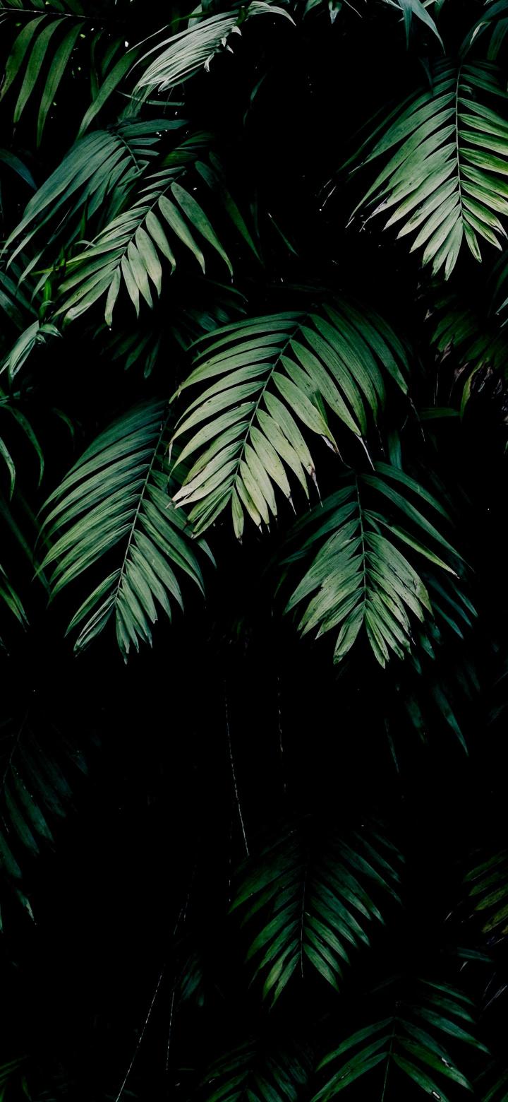 Dark Tropical Palm Leaves