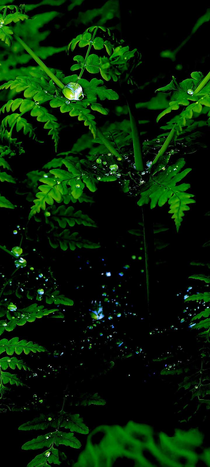 Dew Drops on Fern - Related Dark Wallpapers wallpaper
