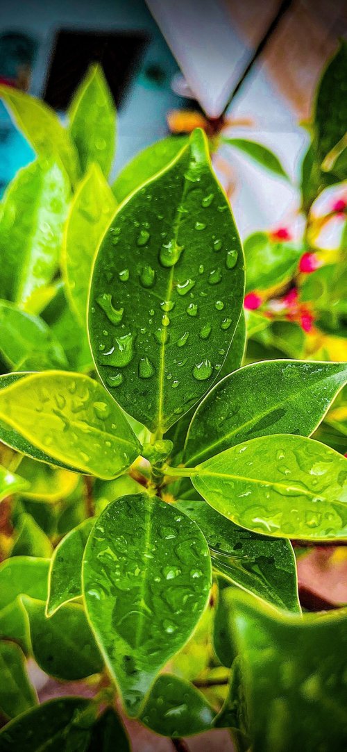 Dew Drops on Green Leaves - nature Wallpaper