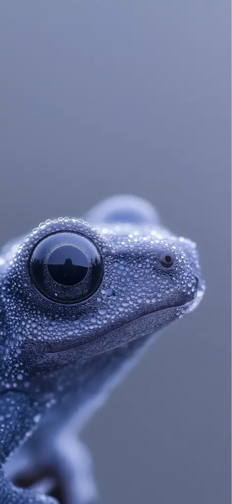 Dewy Frog Portrait