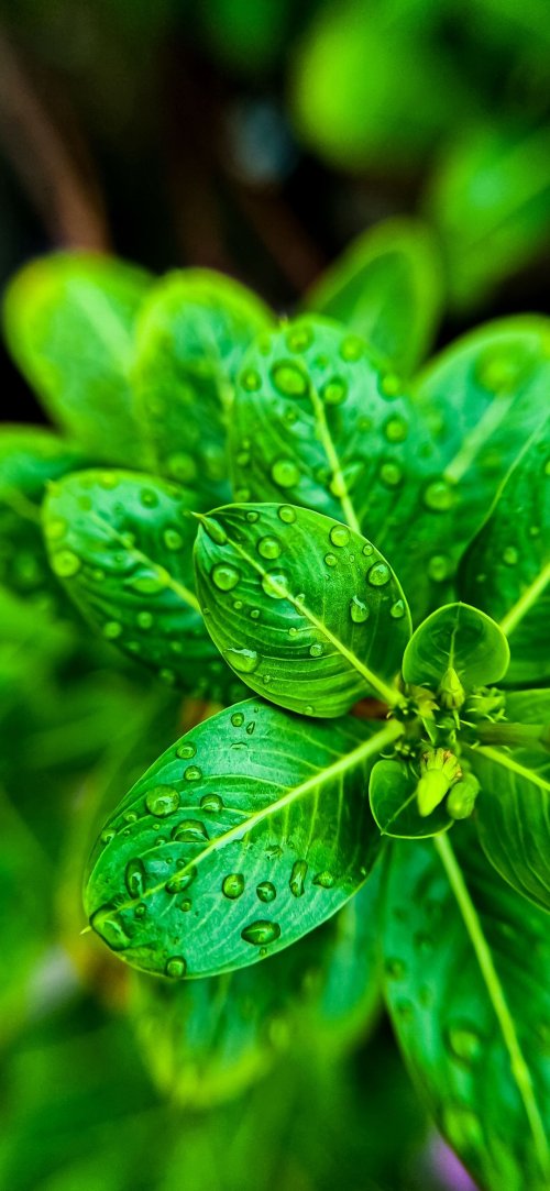 Dewy Green Leaves Close-up - Related 4K Wallpapers wallpaper