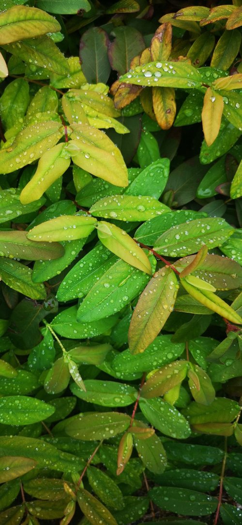 Dewy Green Leaves - nature Wallpaper
