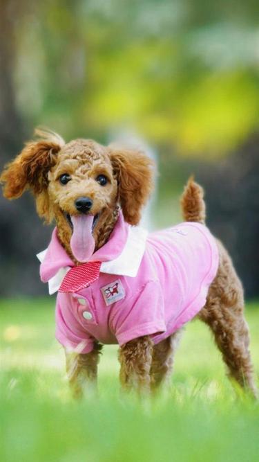 Dressed-Up Poodle Portrait - Related Ghetto Wallpapers wallpaper