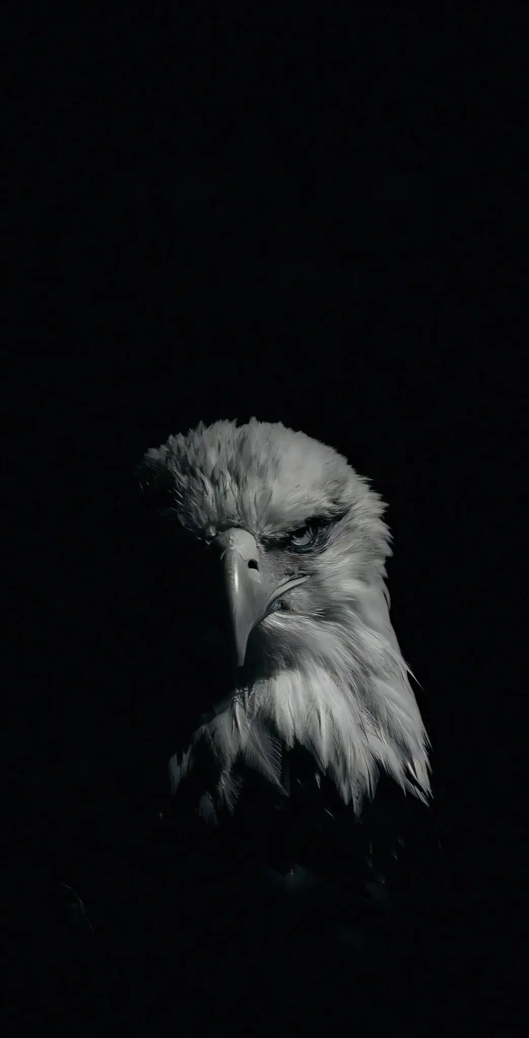 Eagle in the Shadows