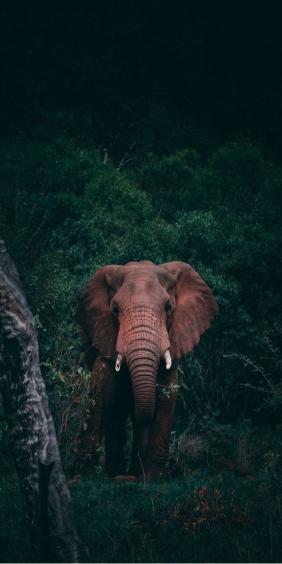 Elephant in the Jungle - Related Dark Wallpapers wallpaper