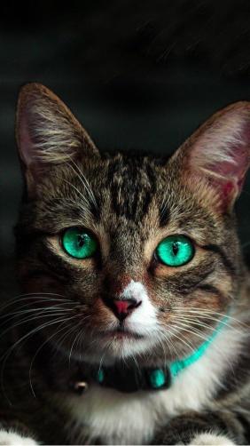 Emerald Eyed Tabby Cat - Related Dope Wallpapers wallpaper