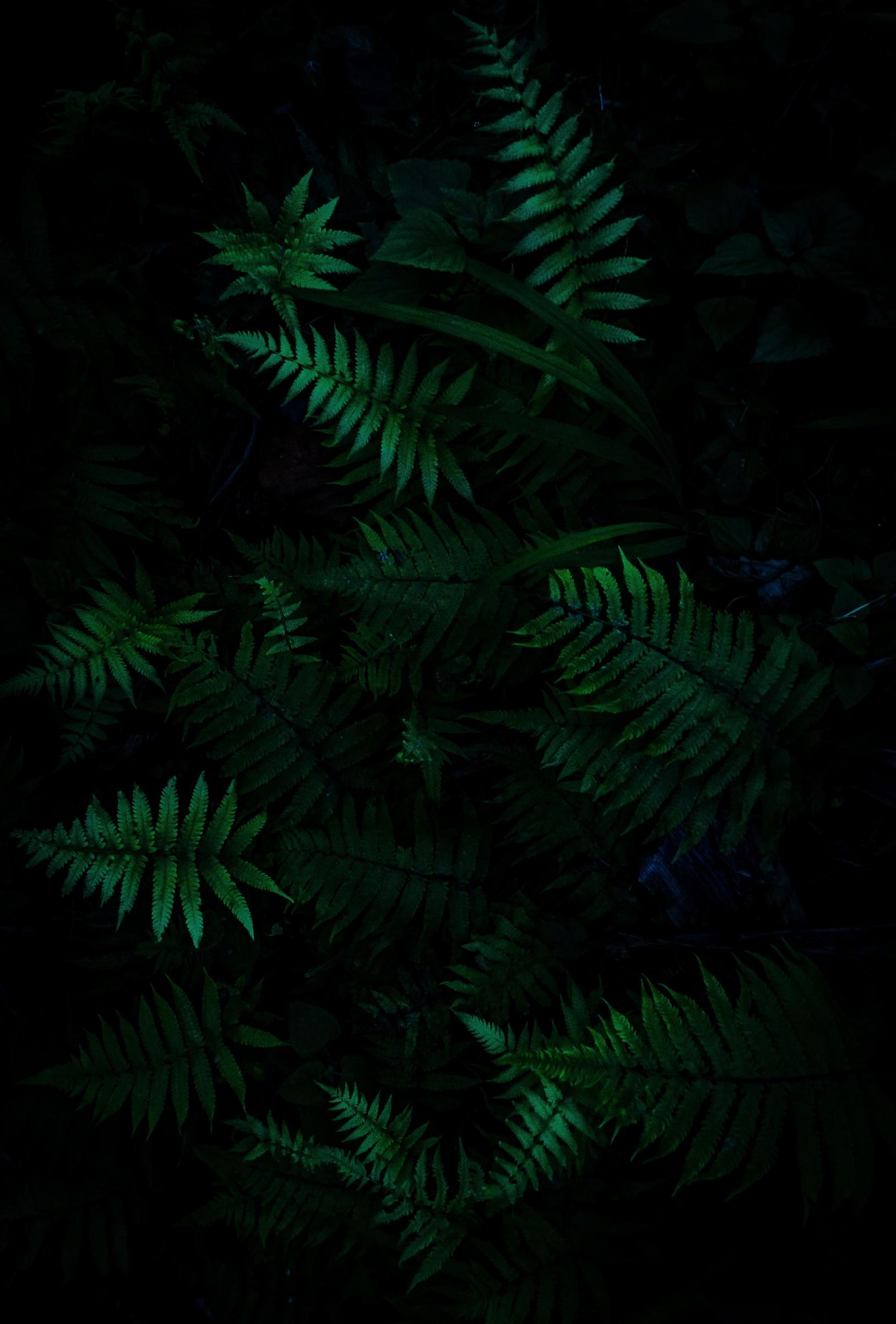 Emerald Fern Forest