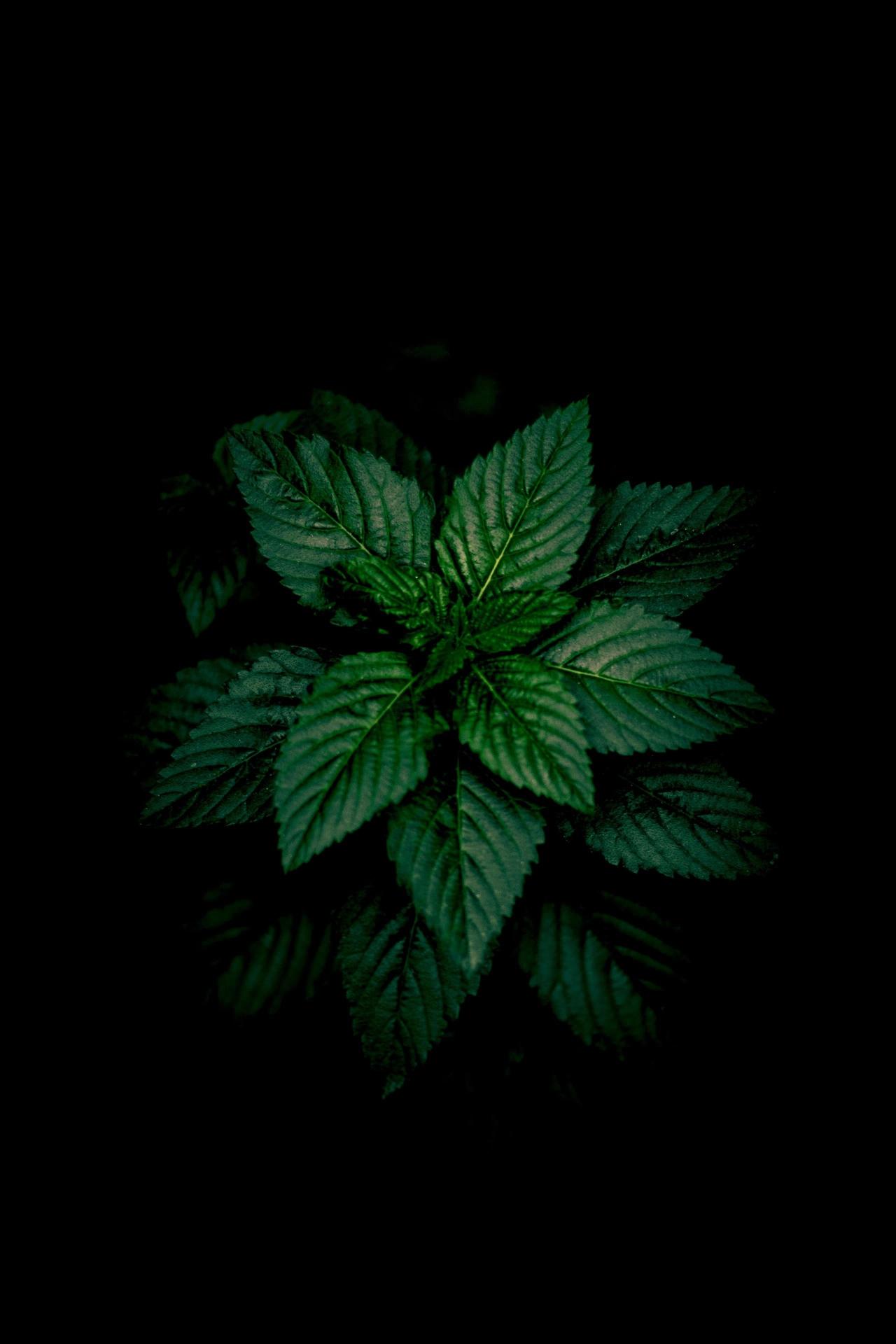 Emerald Leaves in Darkness - Related 4K Wallpapers wallpaper