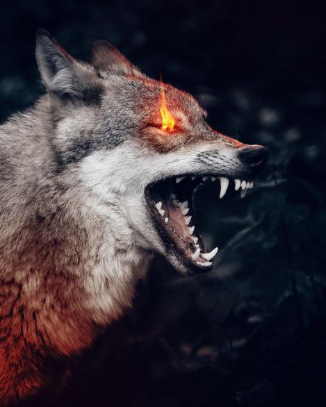 Fiery Eyed Angry Wolf - Related Dope Wallpapers wallpaper