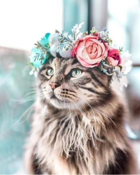 Floral Crown Cat