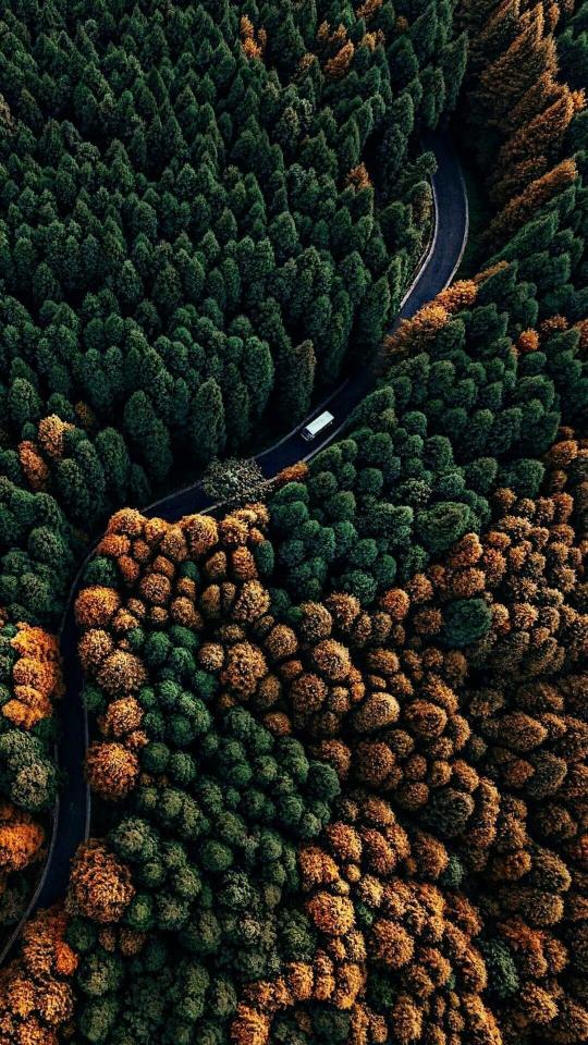 Forest Road Aerial View - Related Dope Wallpapers wallpaper