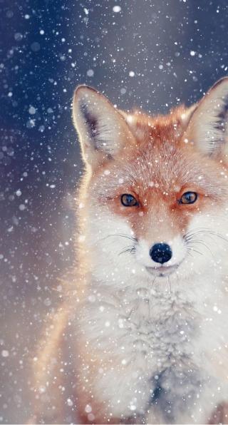 Fox in Winter Snow - Related Dope Wallpapers wallpaper