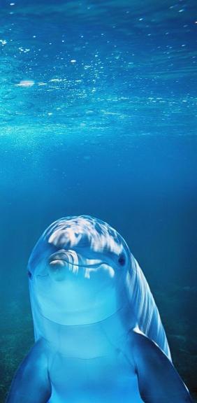 Friendly Underwater Dolphin - Related 4K Wallpapers wallpaper