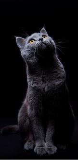 Gray Cat Looking Up