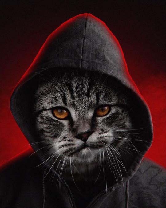 Hooded Cat Portrait - Related Dope Wallpapers wallpaper