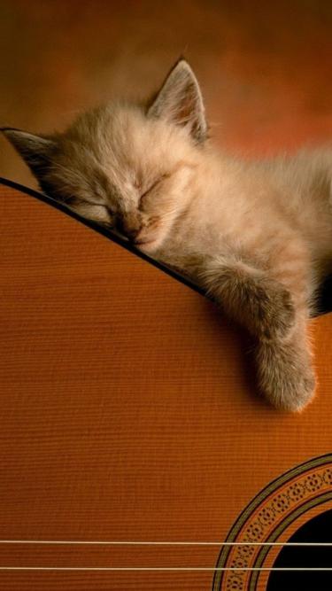 Kitten's Guitar Nap - Related Dope Wallpapers wallpaper