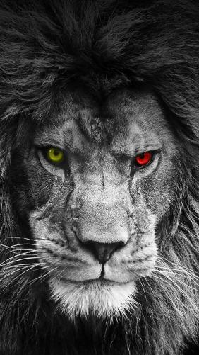 Lion's Fiery Gaze