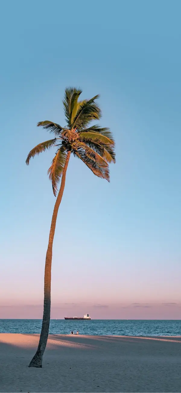Lone Palm Beach Sunset - Related Dope Wallpapers wallpaper