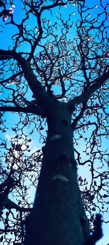 Magnolia Tree Skyward View - Related Dope Wallpapers wallpaper