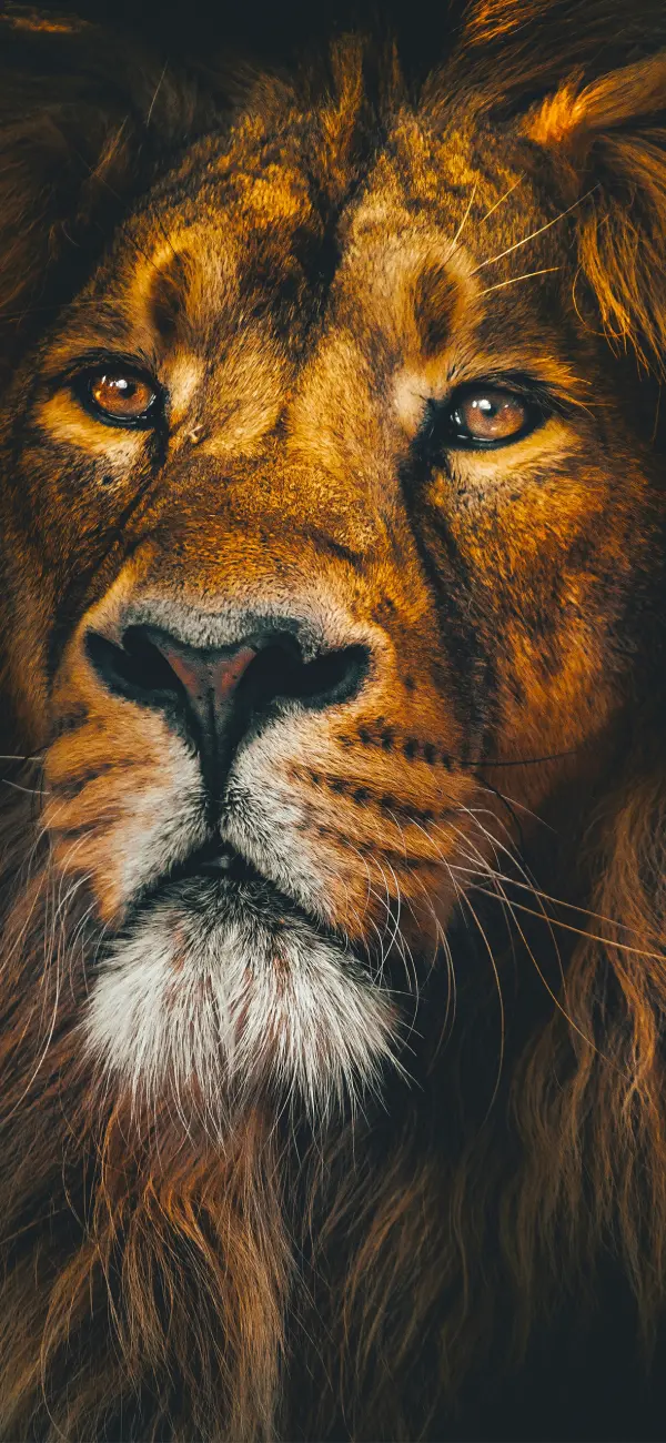 Majestic Lion Portrait - Related Dope Wallpapers wallpaper